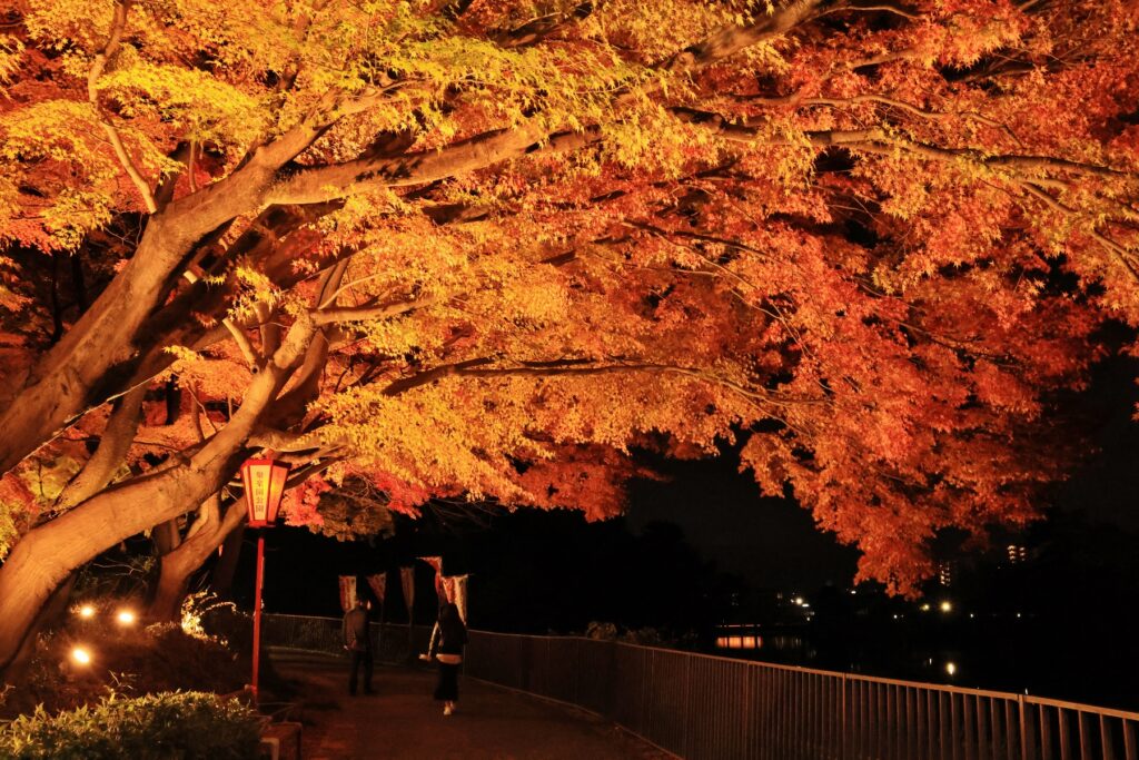 聚楽園公園もみじライトアップ