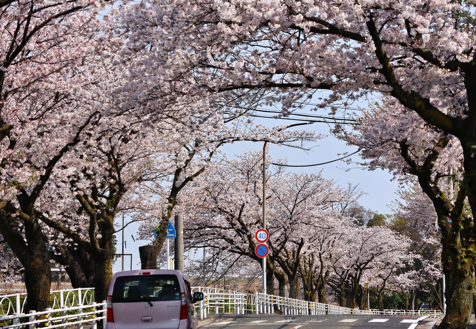 中ノ池　桜のトンネル