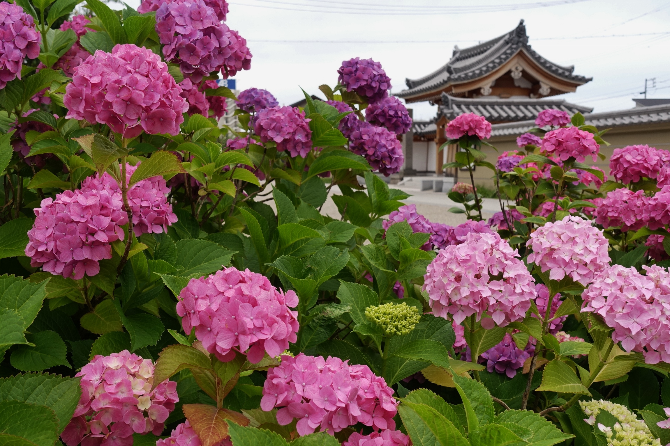 大田町　蘭の道　紫陽花