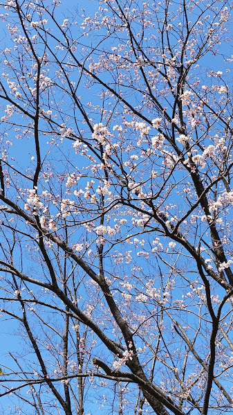 大池公園　薄墨桜