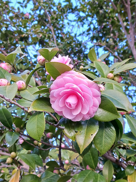 椿 大池公園