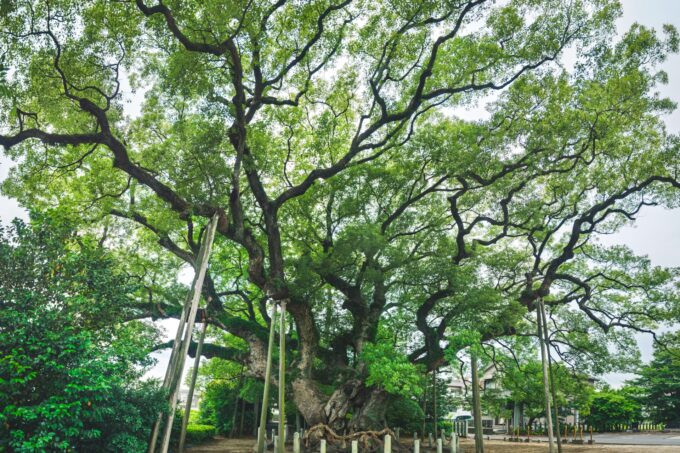 大宮神社　大楠（2026.6.22）