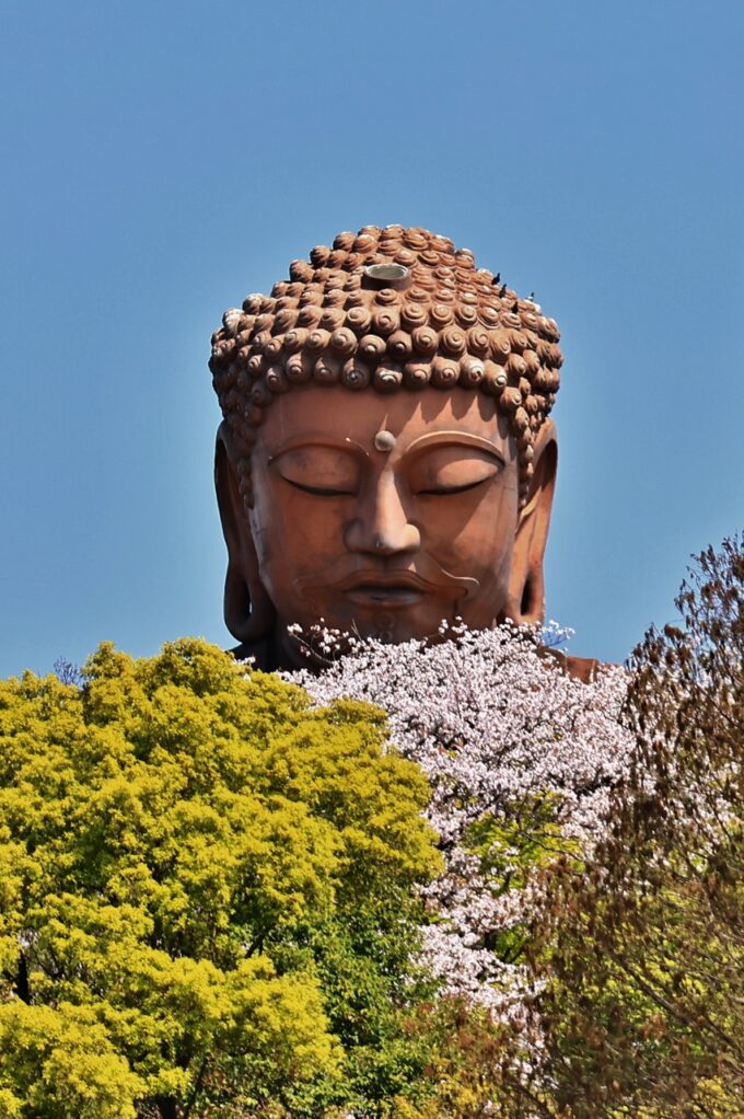 聚楽園大仏×桜2025.4.9
