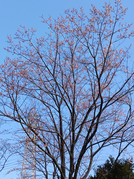 薄墨桜 大池公園