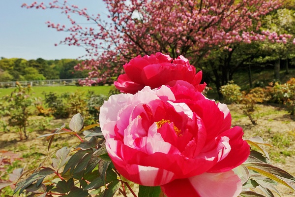 大池公園の八重桜と牡丹の花
