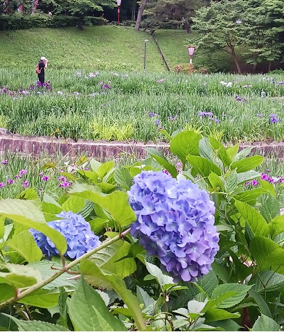 大池公園菖蒲と紫陽花