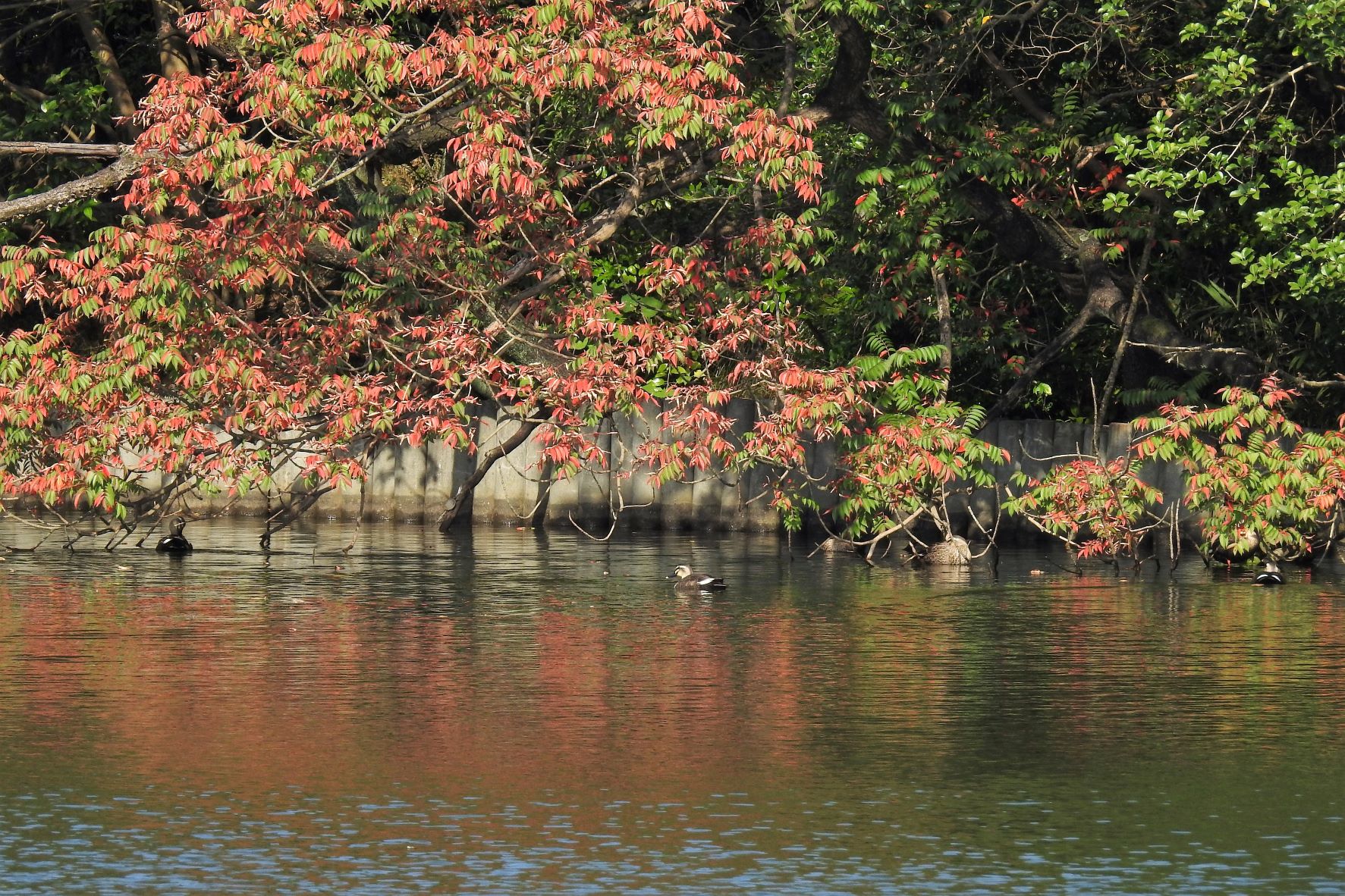 大池公園紅葉とカルガモ