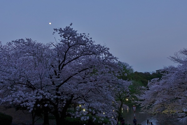 大池公園の月と桜のコラボ