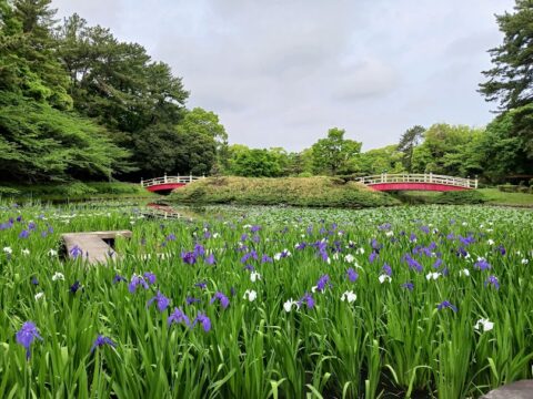 上野台公園　カキツバタ