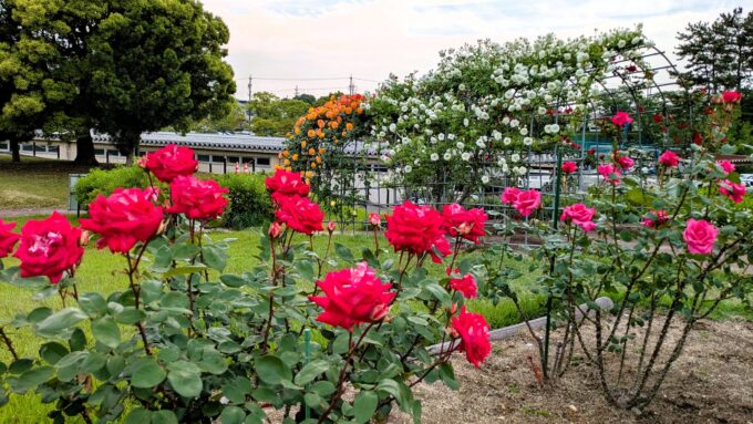 大池公園バラ