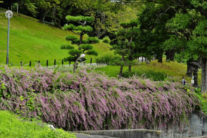 大池公園萩の花