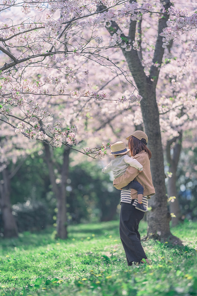 平地公園桜