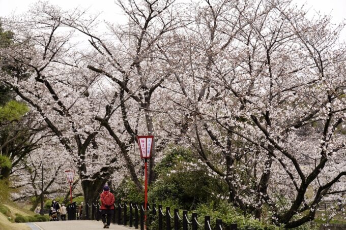 大池公園 2025.4.1