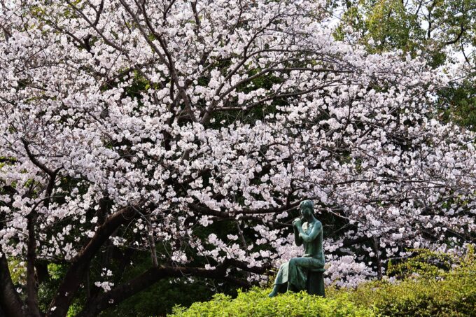 平地公園　桜満開