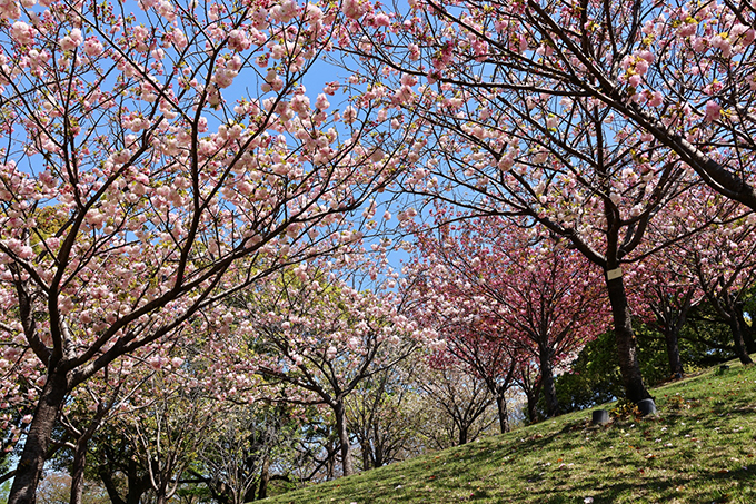 平地公園八重桜咲きくらべ園　