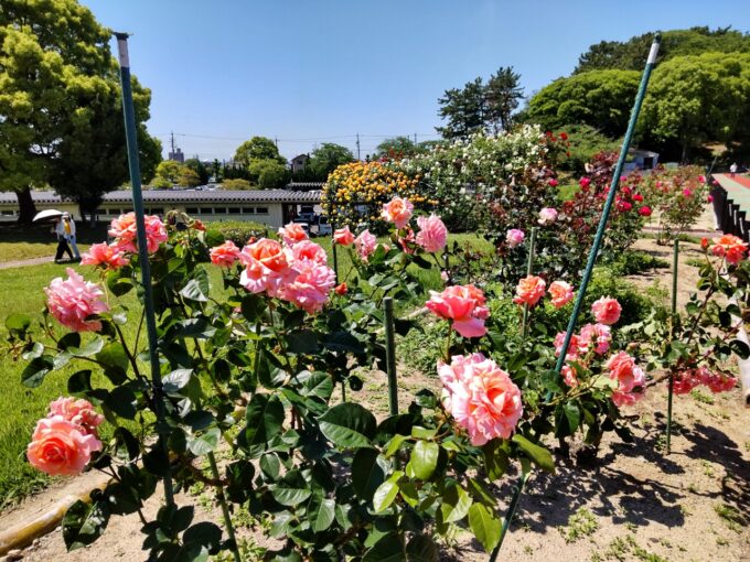 大池公園バラ