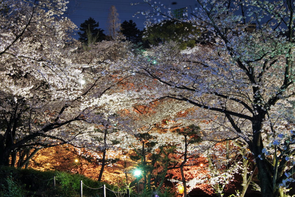 大池公園桜(2023.3.29撮影)