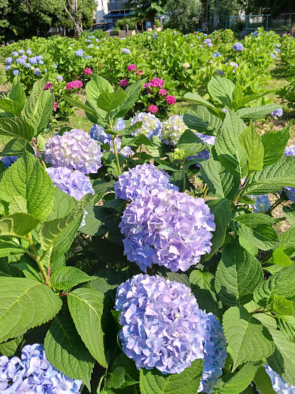 上野台公園　紫陽花
