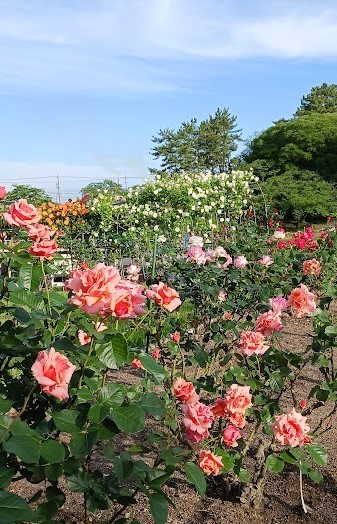 大池公園バラ