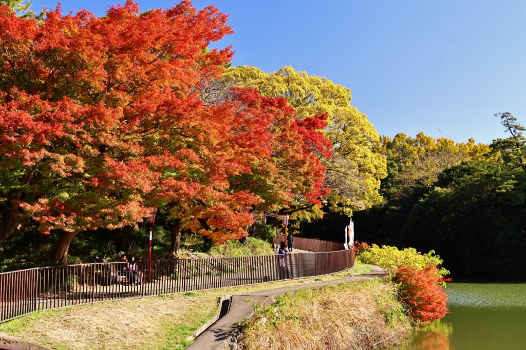 聚楽園公園×もみじ(2023.11.26)3
