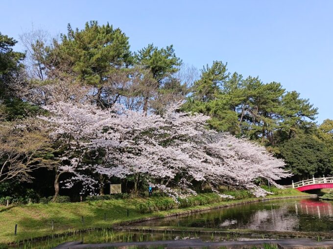 上野台公園2025.4.5