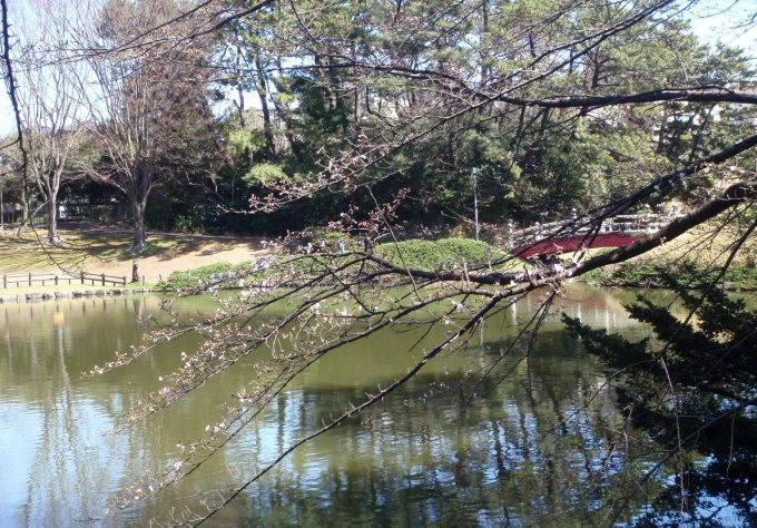 上野台公園　咲き始めのソメイヨシノ