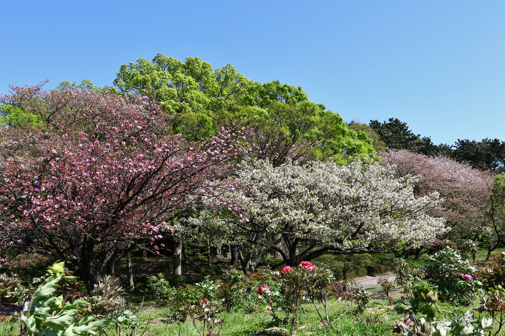 大池公園八重桜