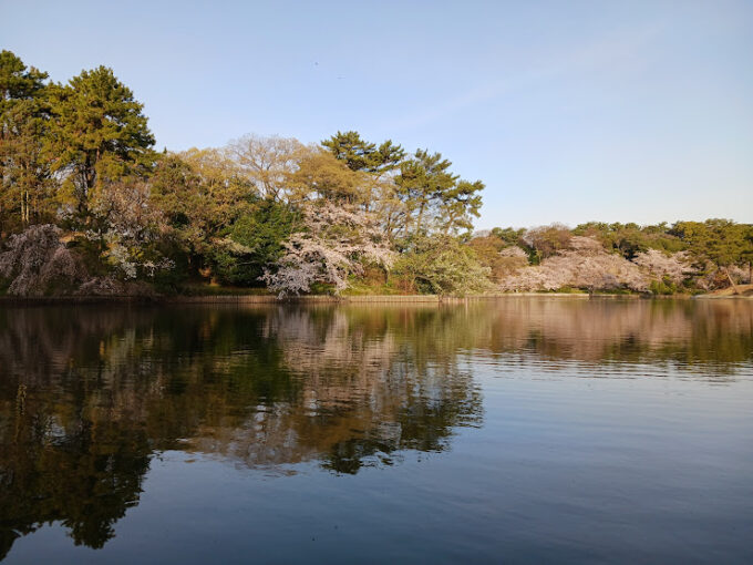 大池公園 桜2025.4.5