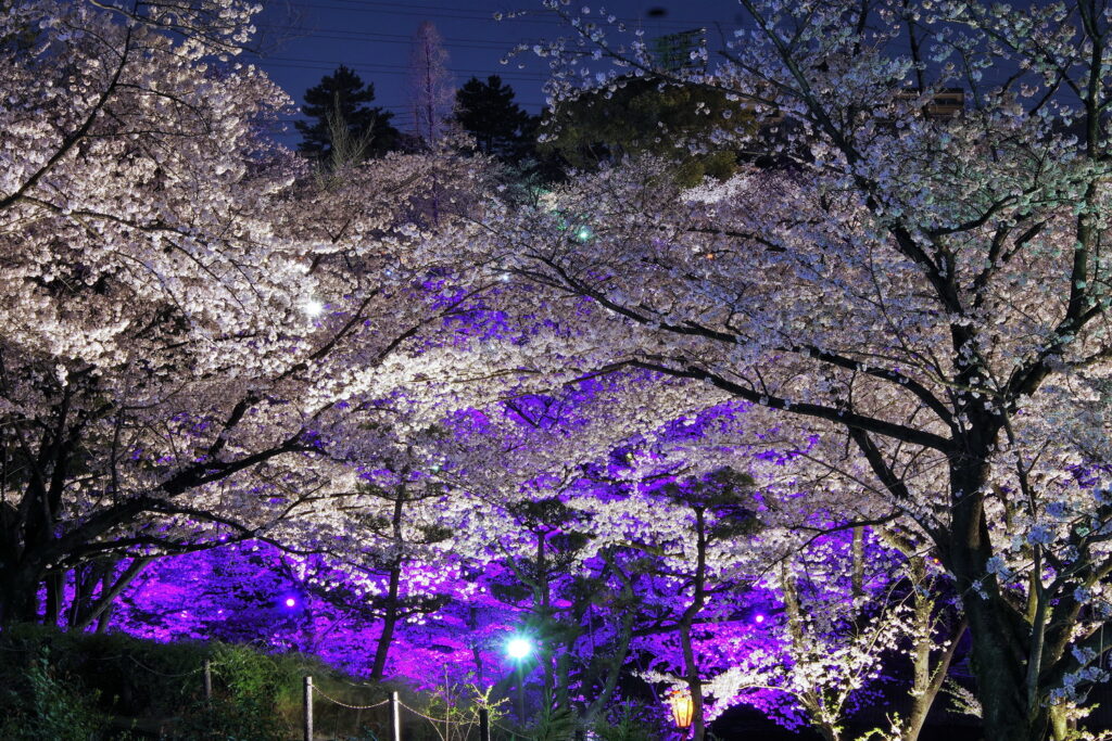 大池公園桜(2023.3.29撮影)2