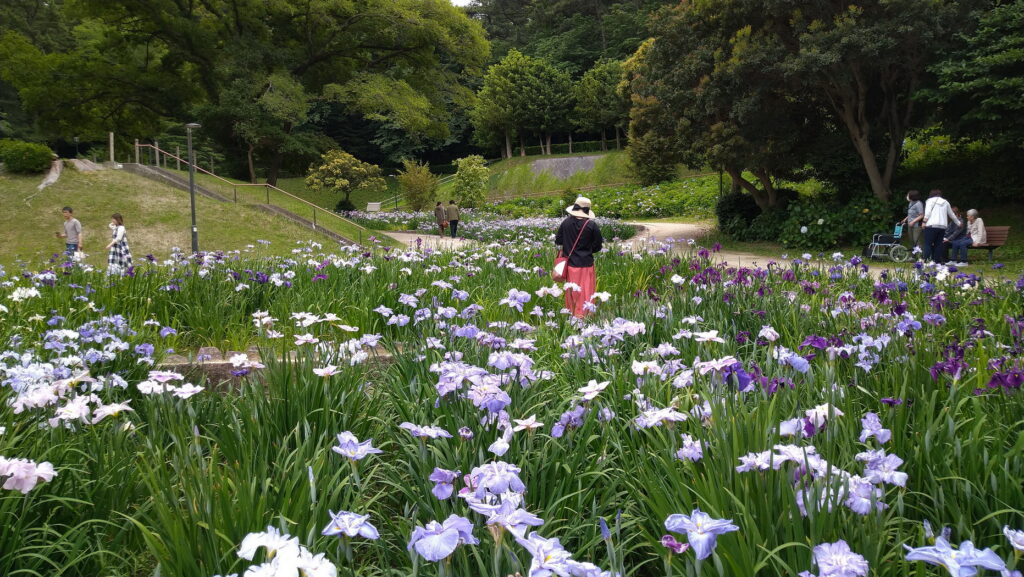 大池公園 しょうぶ園