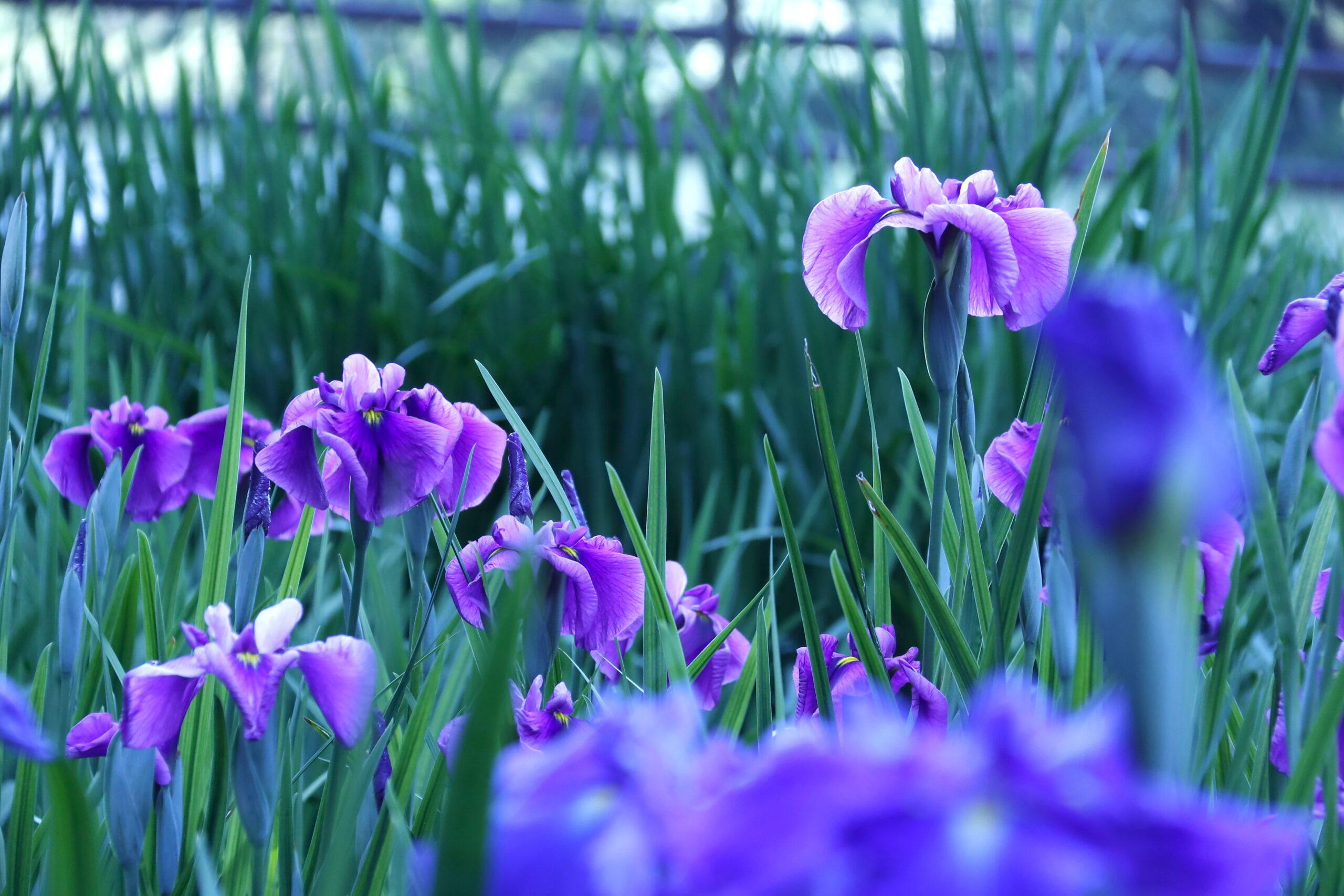 花しょうぶまつり