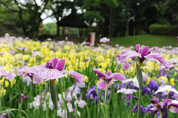 花しょうぶまつり