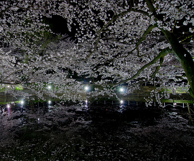 夜桜、池に映え