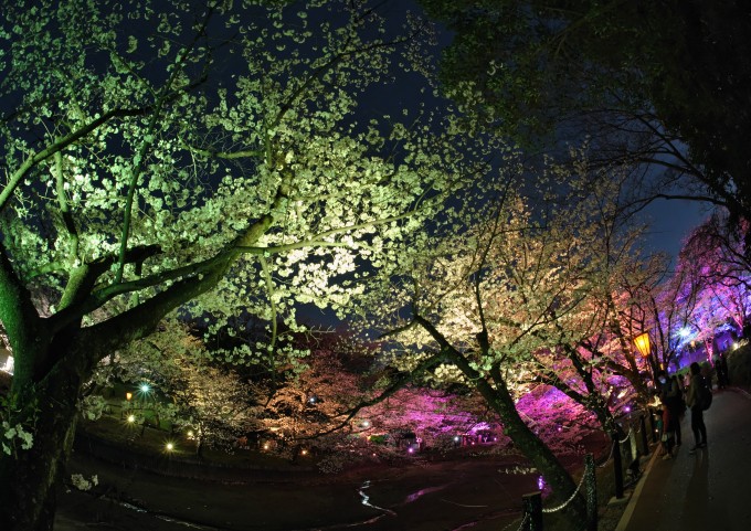 夜桜の競演