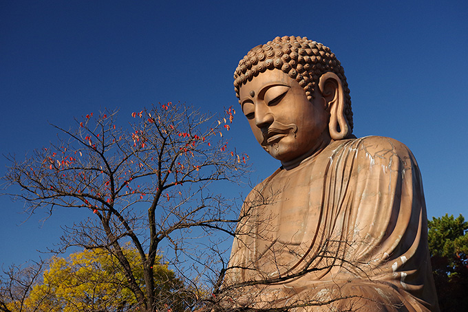 桜葉の散るころ